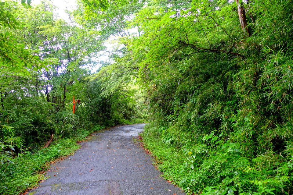 Road to Kuzuryū-jinja - Hakone, Japan - DSC05622
