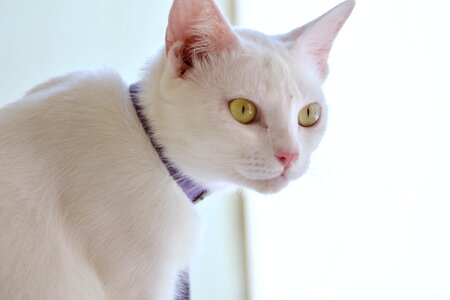 Animal cute kitty