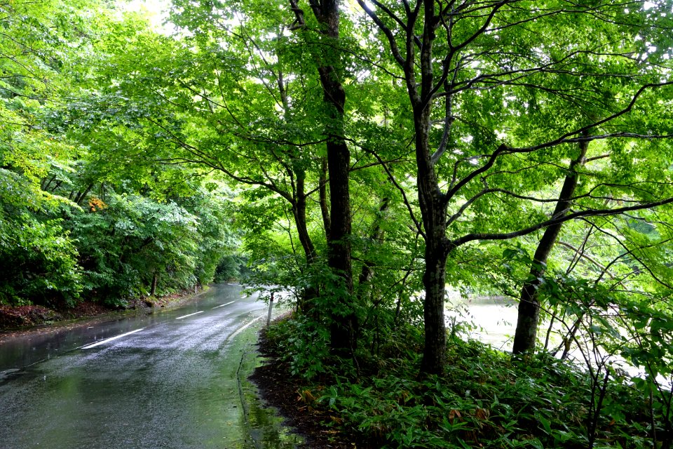 Road - Oirase Mountain Stream - Towada, Aomori - DSC00867
