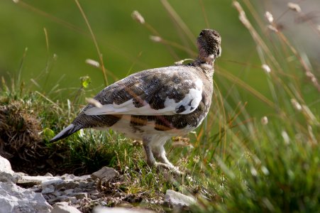 Rock ptarmigan (Lagopus muta) 3