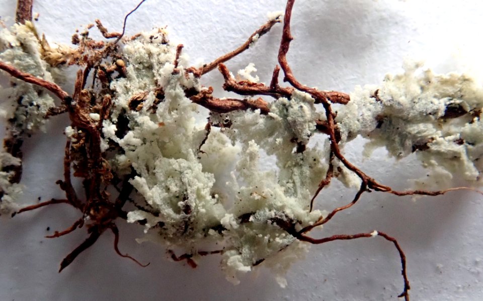 Roccellinastrum neglectum 91047319