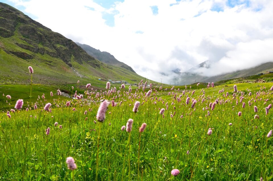 Nature green kaçkars