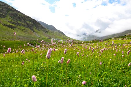 Nature green kaçkars