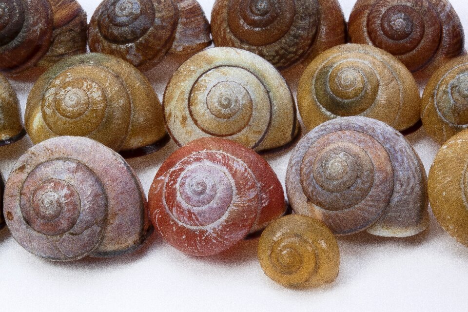 Reptiles molluscs snails