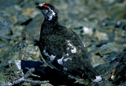 Rock Ptarmigan in Mount Eboshi 2001-06-03