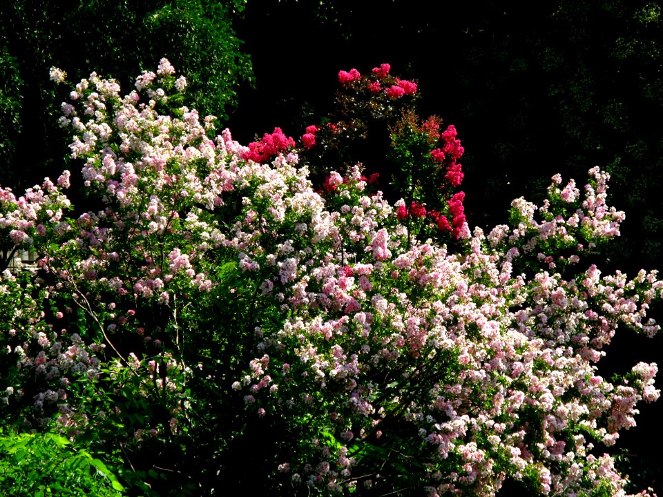 RO Bucharest Botanical Garden plant 000