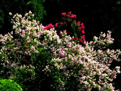 RO Bucharest Botanical Garden plant 000
