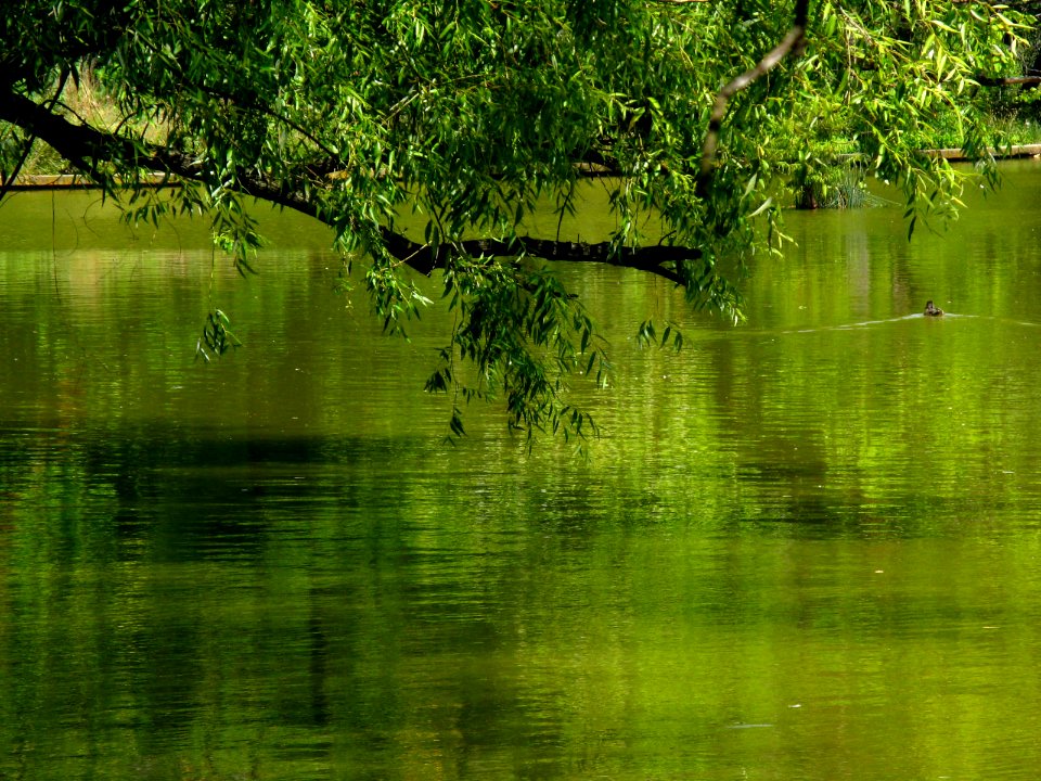 RO Bucharest Botanical Garden 016