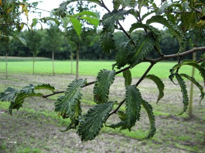 RN Ulmus glabra Crispa (bonte hoek)