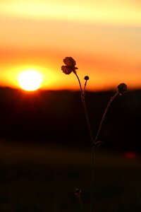 Buttercup evening sky meadow