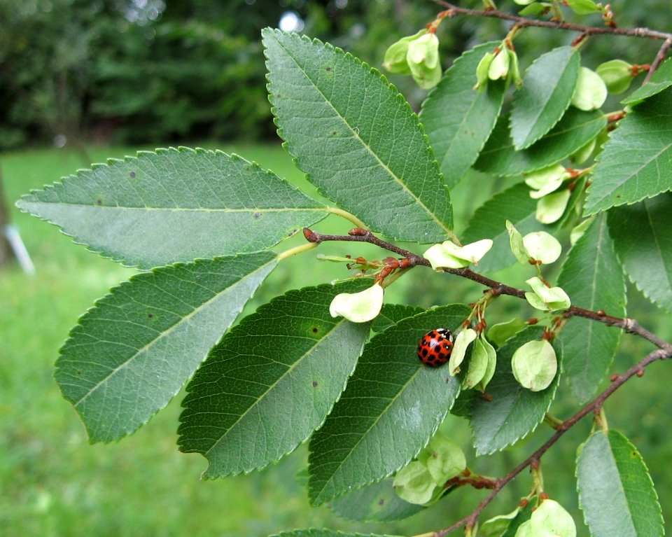 RN Ulmus parvifolia leaves and seeds