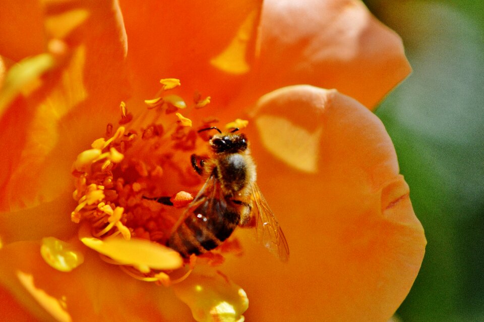 Orange yellow close up