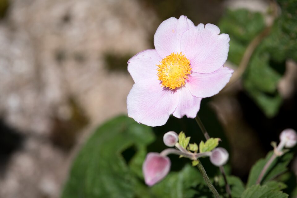 Bloom pink flower pink