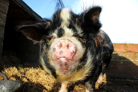 Animal adorable piggy