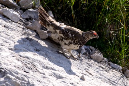 Rock ptarmigan (Lagopus muta) 4