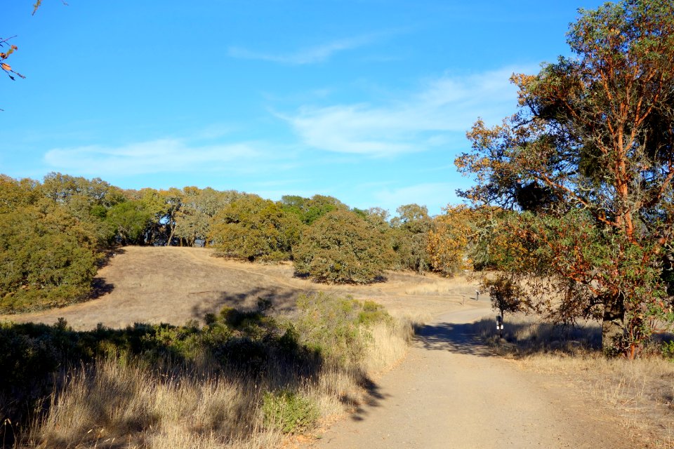 Road - Jack London State Historic Park - DSC03850