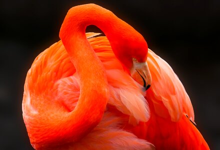 Feather red bill