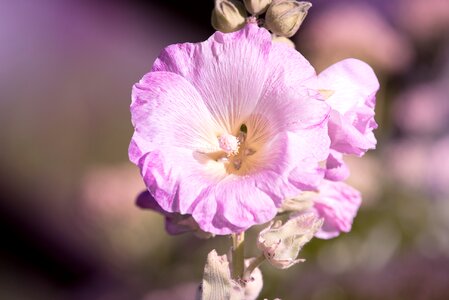 Garden in the garden plant photo