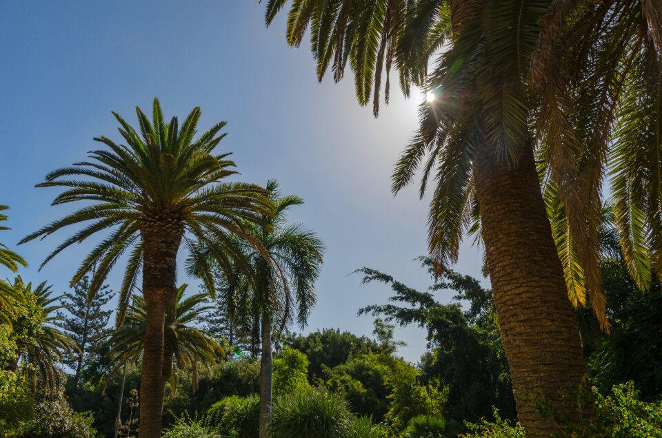 Spain island canary island
