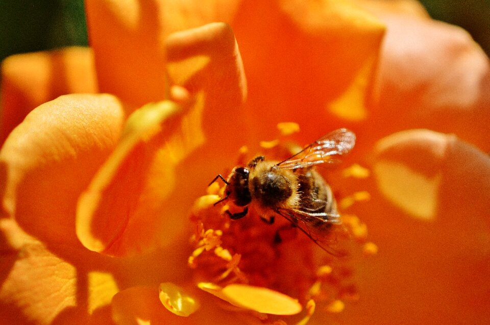 Orange yellow close up