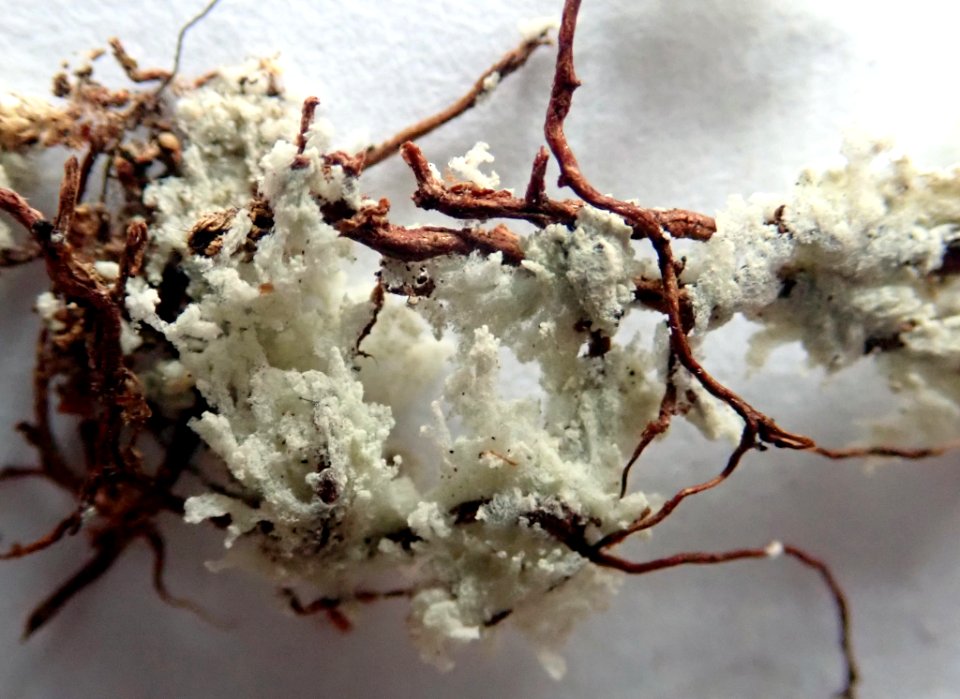 Roccellinastrum neglectum 91047322