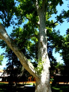 RO TM Buzias plane tree