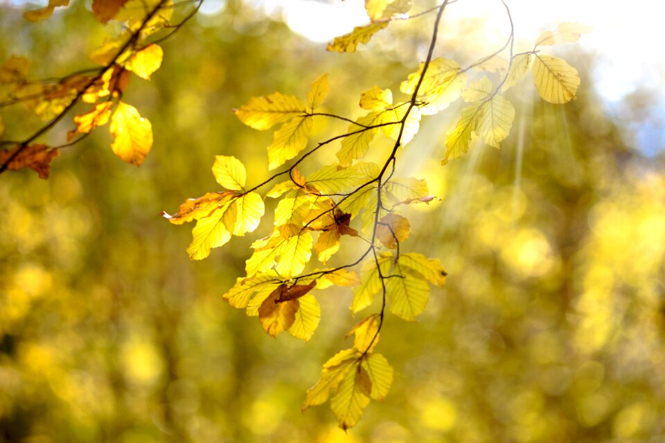 Nature clear the background