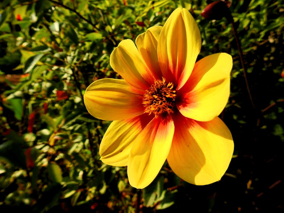 Plant nature yellow