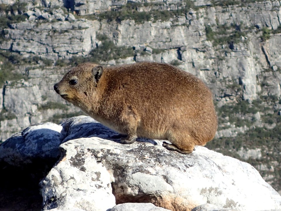 Rock Hyrax Table Mountain