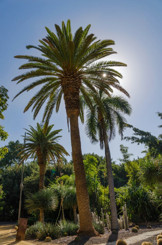 Spain island canary island