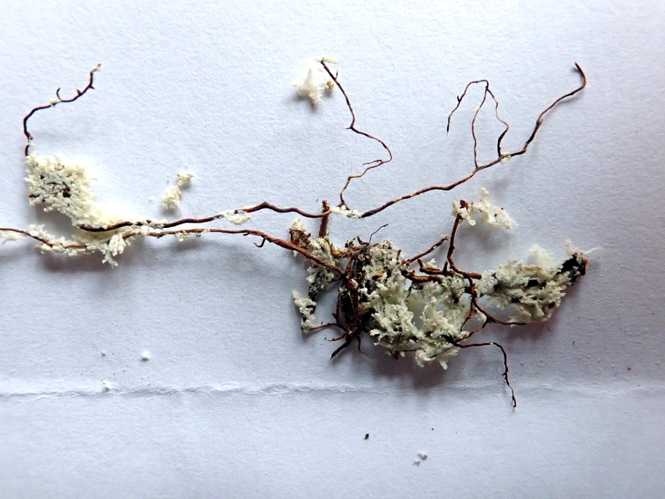 Roccellinastrum neglectum 91047198