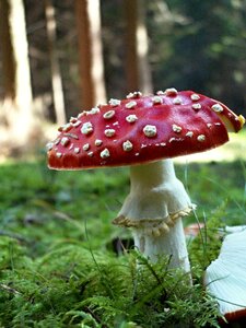 Fungus grass mushrooms photo