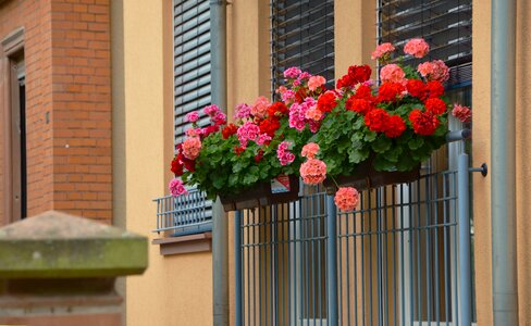 Regal pelargonium summer red geranium photo