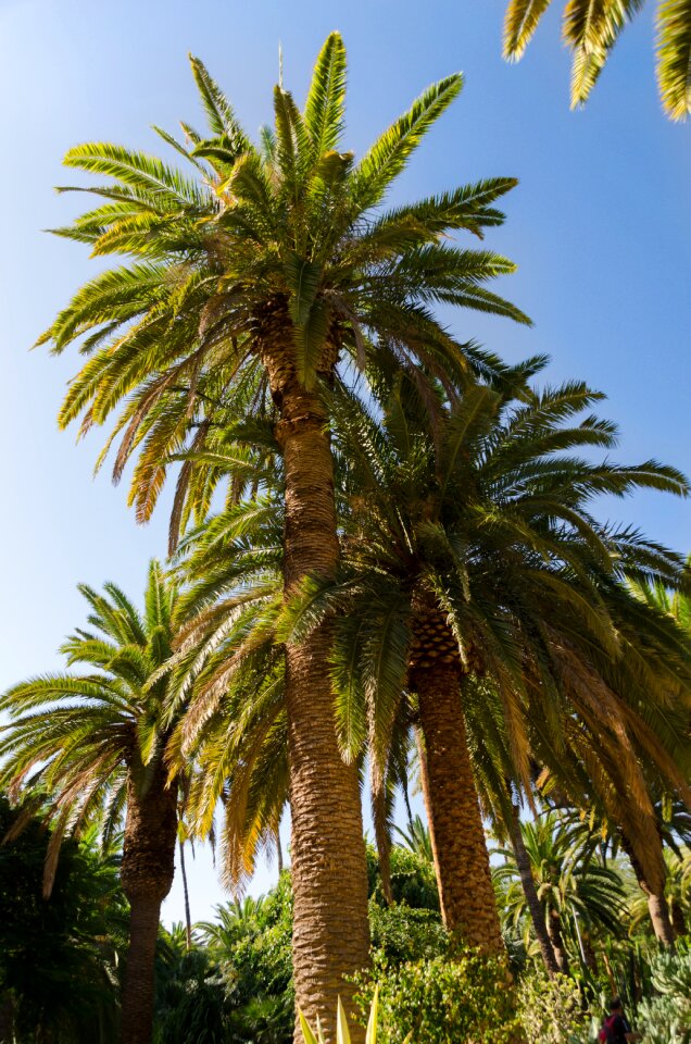 Spain island canary island