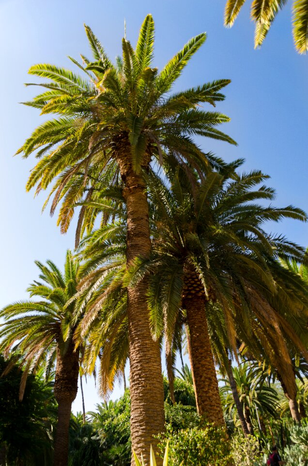 Spain island canary island photo