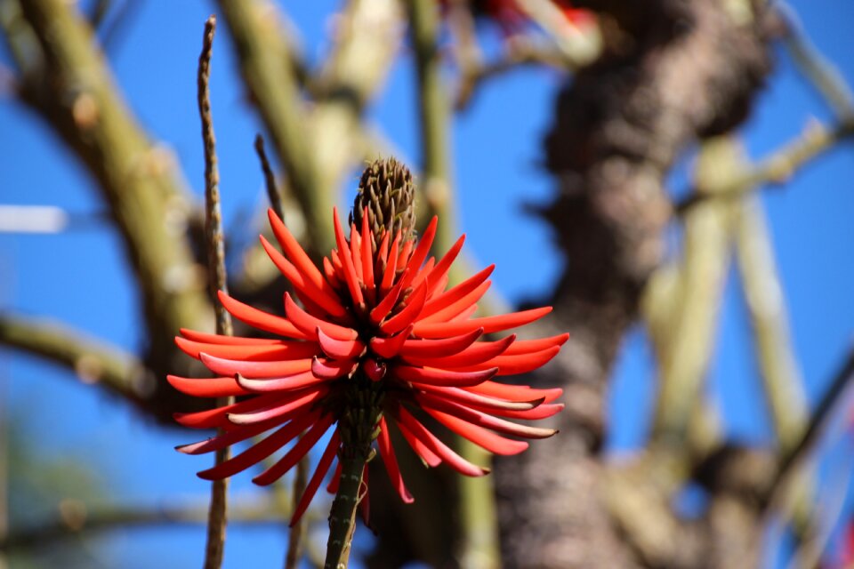 Floral plant summer
