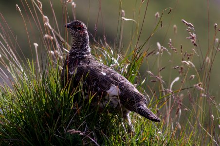 Rock ptarmigan (Lagopus muta) 2