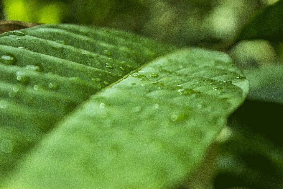 Green close up leaves