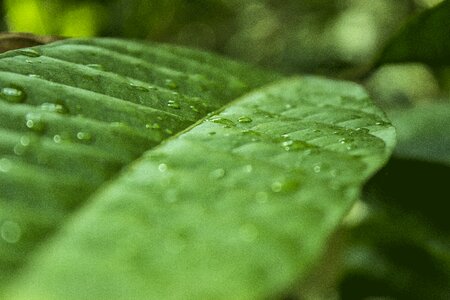 Green close up leaves