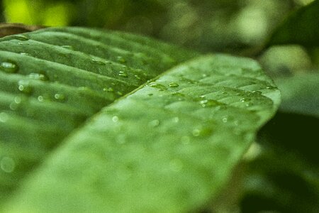 Green close up leaves photo