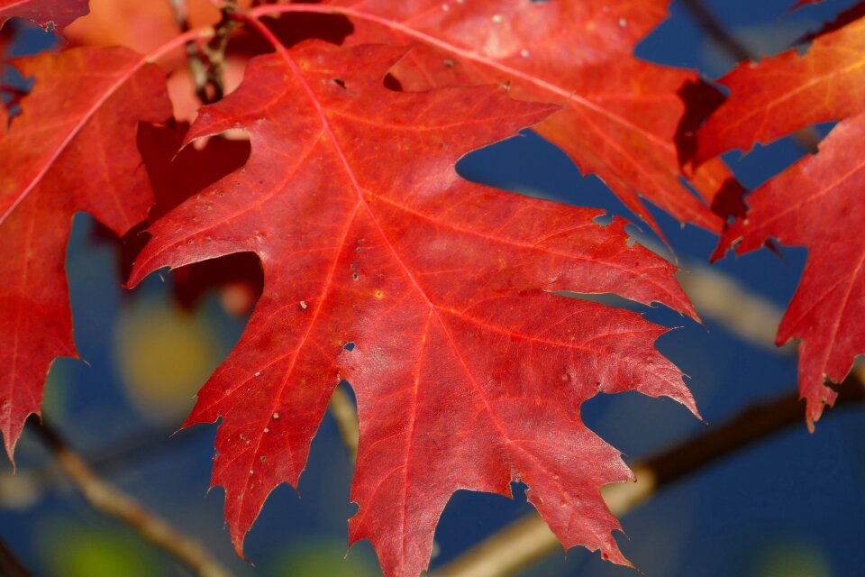 Autumn colours leaf nature