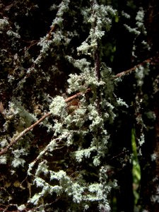 Roccellinastrum neglectum 2308383