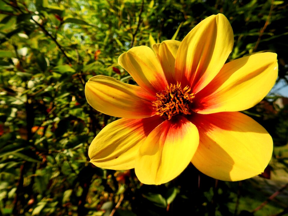 Plant nature yellow