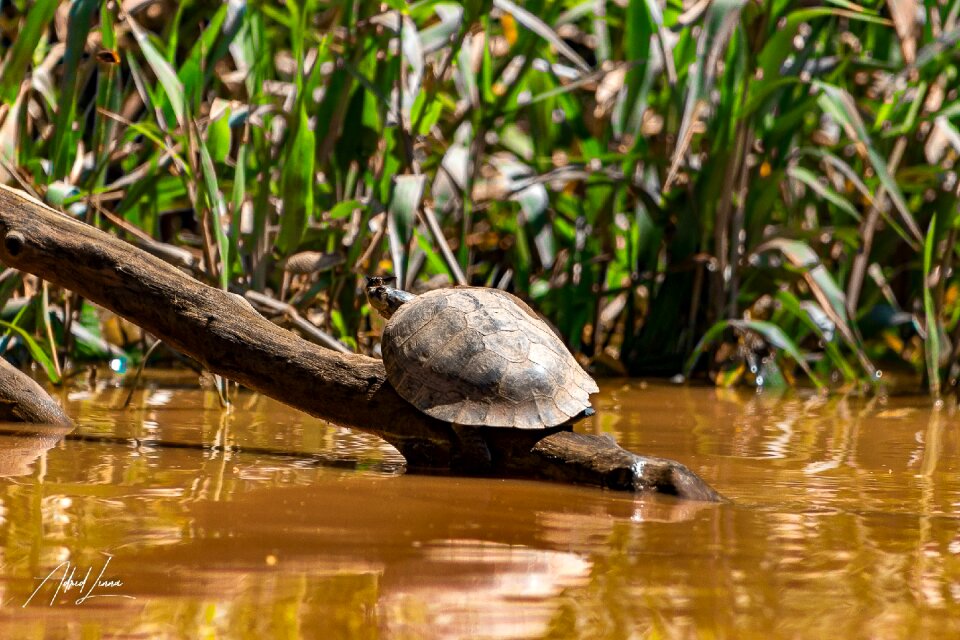 Turtle animal charapa