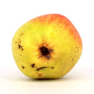 Rocha Pear 2017 A7