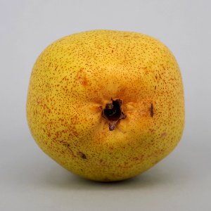 Rocha Pear 2017 B7