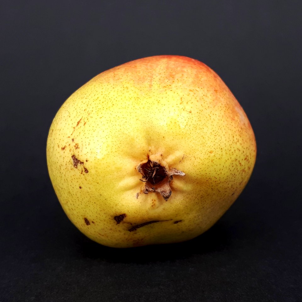 Rocha Pear 2017 AG