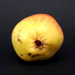 Rocha Pear 2017 AG