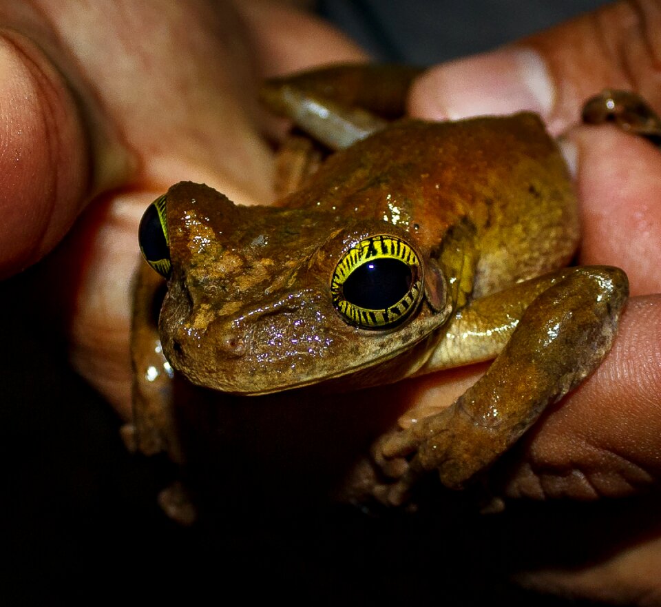 Frog amphibious animal