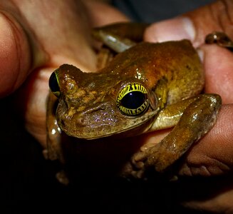 Frog amphibious animal photo